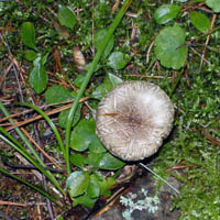 Hygrophorus fuscualbus, view of top of cap.